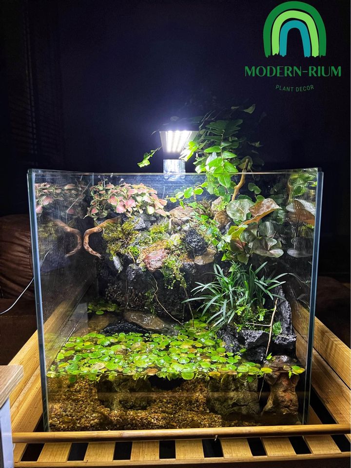 Vivarium Terrarium PaludariumVivarium Terrarium Paludarium