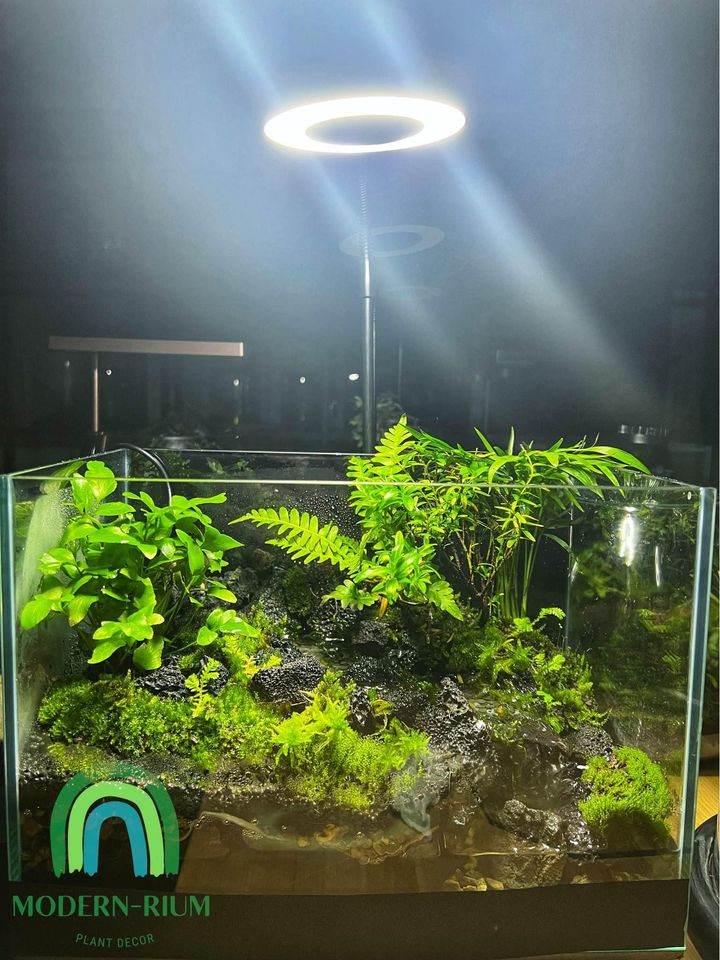 Aqua Terrarium Tank Stream Style by Modernrium featuring a mountain landscape with lush green plants and a flowing stream in a 30cm wide glass tank.