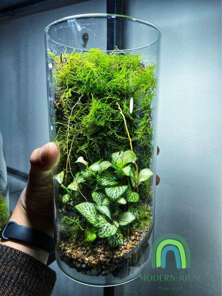 Mosswall