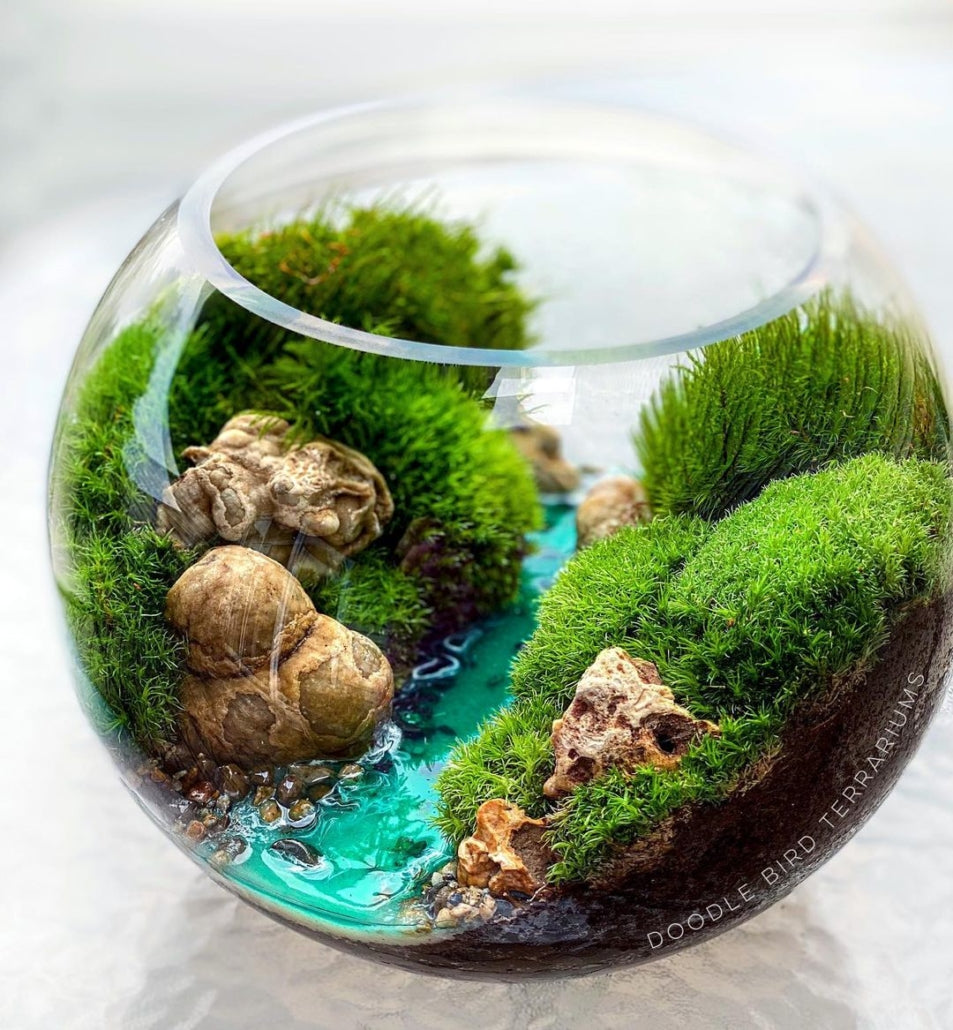 Springtails cleaning up inside a terrarium