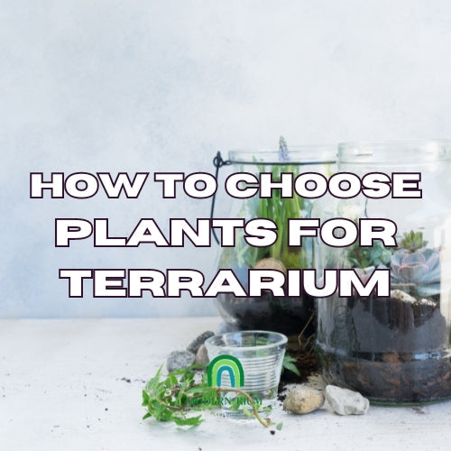 Assortment of small plants suited for terrariums