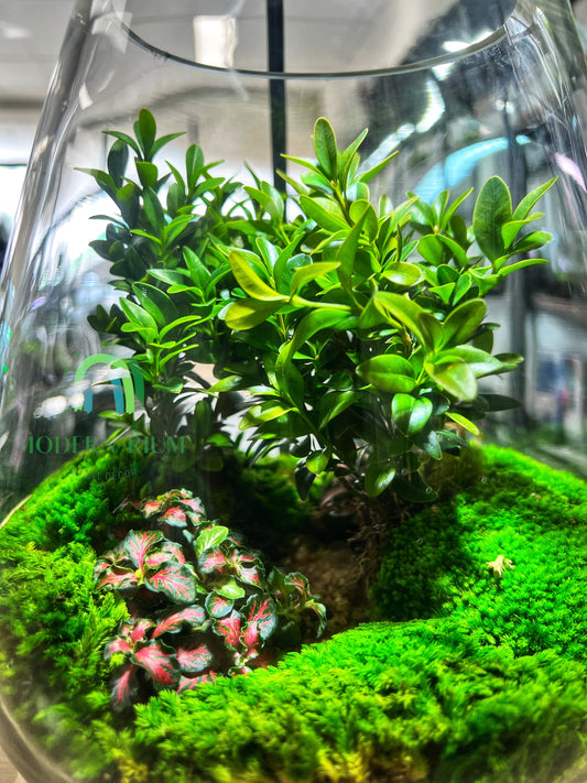 🍂 Terrarium Care During Seasonal Changes