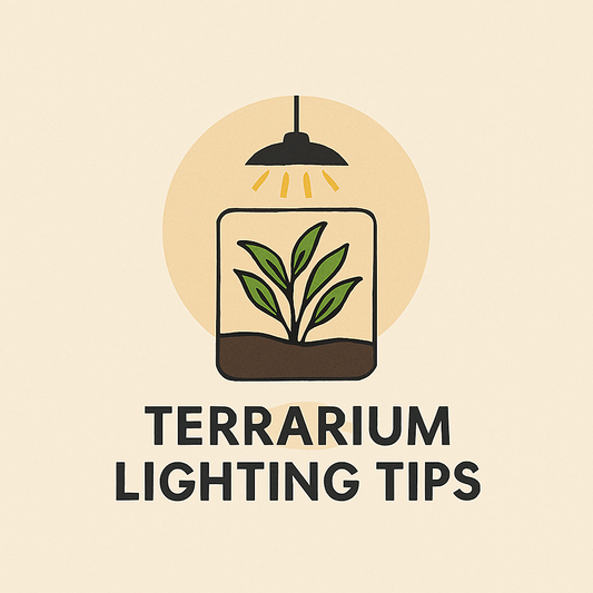 The importance of lighting for terrarium