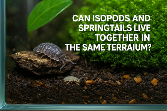 Can Isopods and Springtails Live Together in the Same Terrarium?