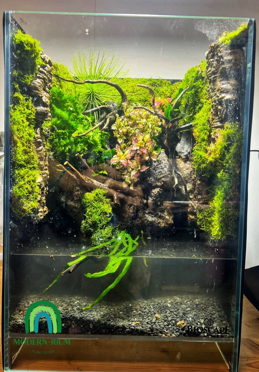 Springtails and isopods added to a paludarium