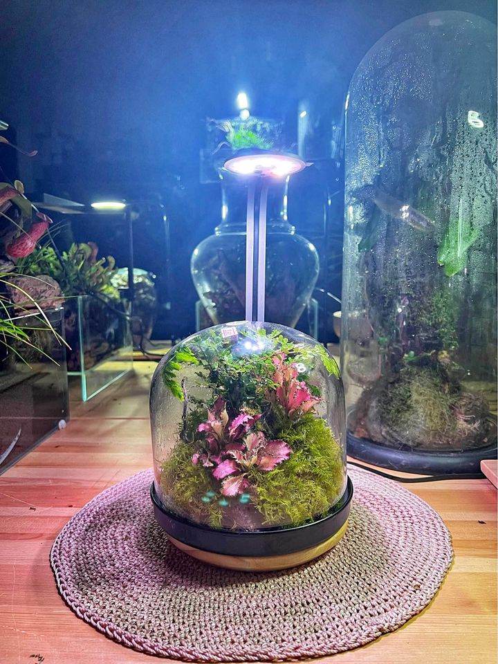 Modernrium care guide — terrarium, paludarium, carnivorous plant and aquarium care