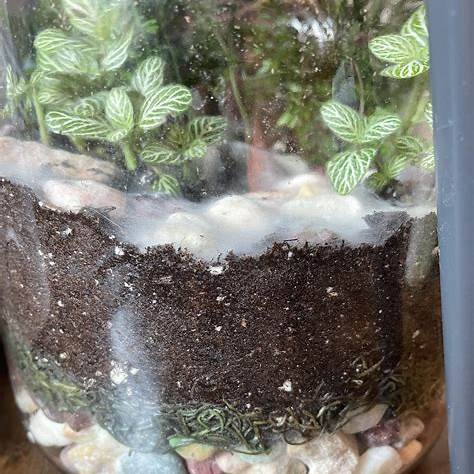 Terrarium Troubles: Common Mistakes and How to Fix Them