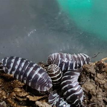 Isopods: The Essential Clean-Up Crew for Your Terrarium
