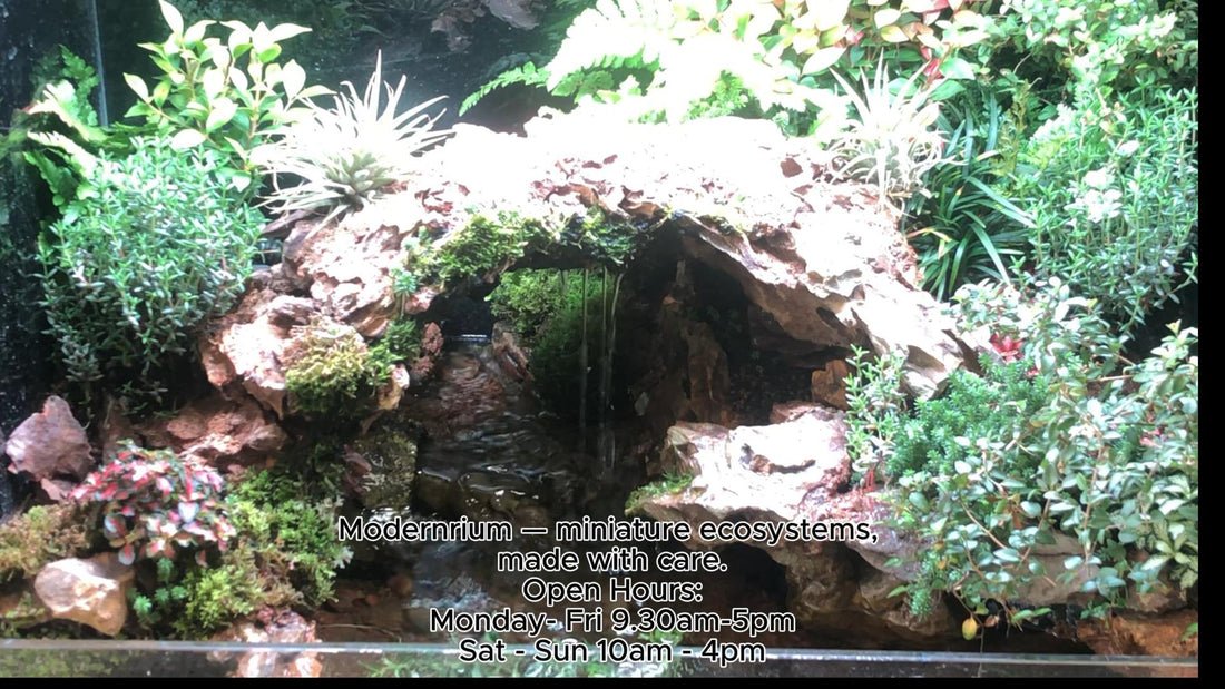 Amphibian and shrimp suited for a live paludarium