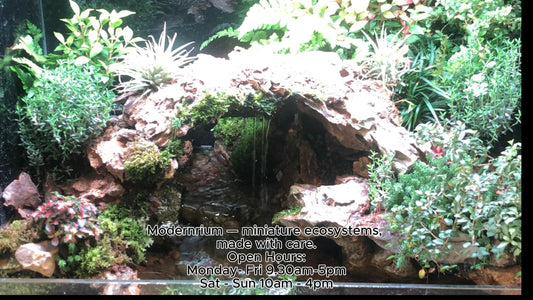 Amphibian and shrimp suited for a live paludarium