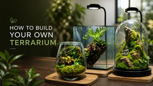 How to Build a Terrarium (A Simple Guide for Beginners)