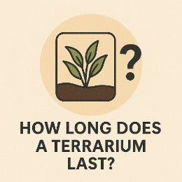 Long-lasting glass terrarium with healthy plants