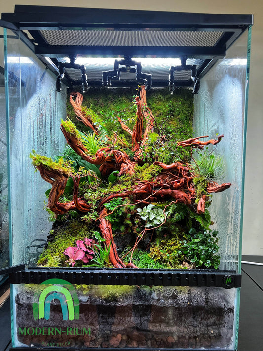 🍂 Terrarium Care During Seasonal Changes