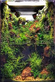Frog and fish suited for a paludarium