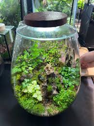 LED lighting set up above a terrarium