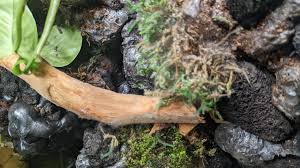 Paludarium showing signs of mold