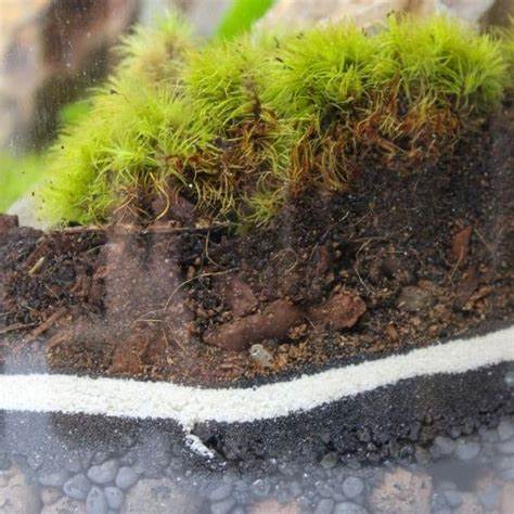 Layered terrarium soil structure with gravel, charcoal, soil and moss
