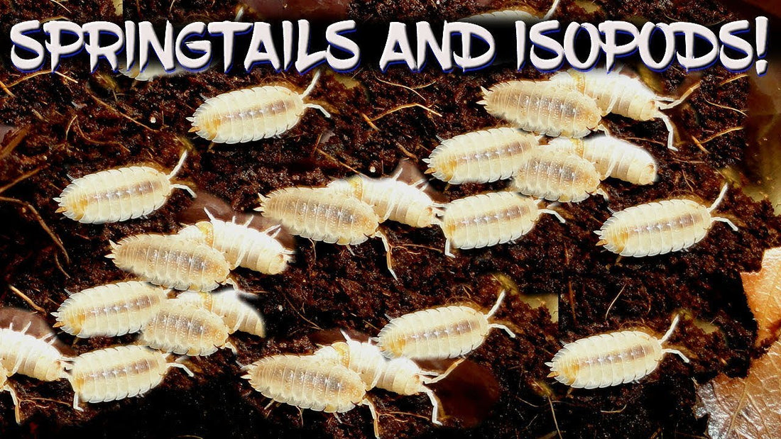 🐛 How to Take Care of Isopods and Springtails