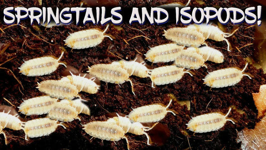 Caring for Isopods and Springtails: The Foundation of a Healthy Bioactive Ecosystem