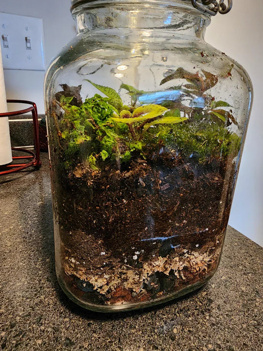 Soil Layering Secrets: How to Maximize Drainage, Root Health, and Aesthetics in Terrariums
