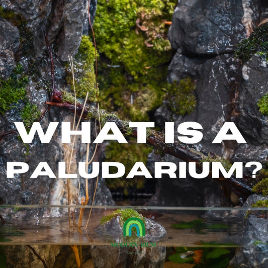 Paludarium tank with live plants and a water feature