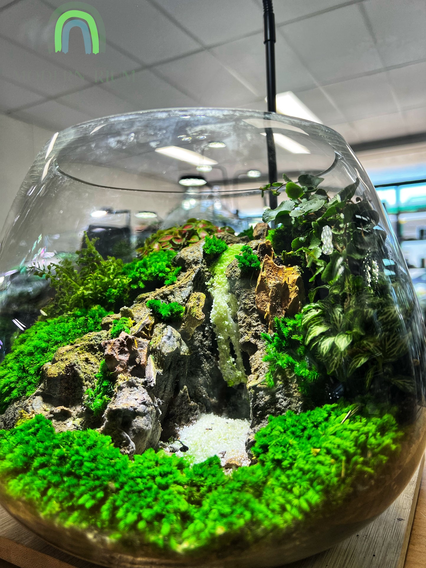Paradise Waterfall - EcoCourier Series - ready made terrarium Australia wide