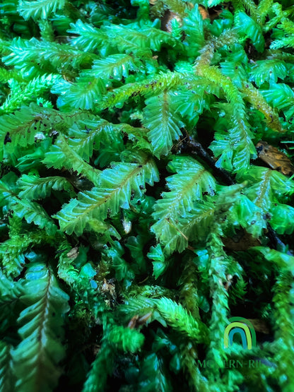 Featherwort Plagiochila sp