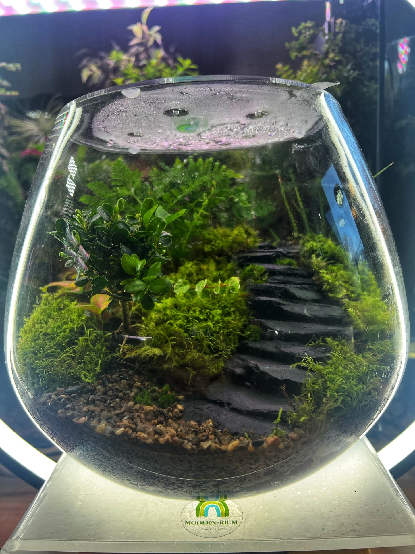 22x20cm Flat fishbowl Terrarium Jar