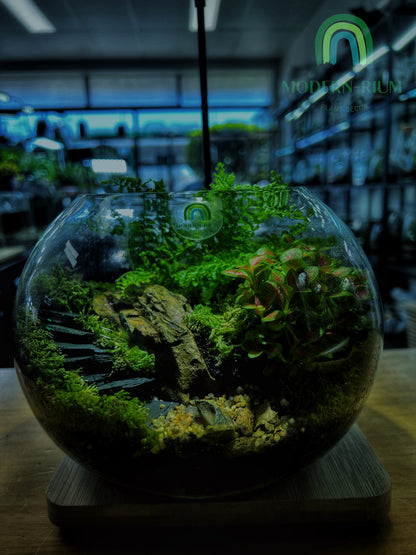 The Ruin Sphere - EcoCourier Series - ready made terrarium Australia wide