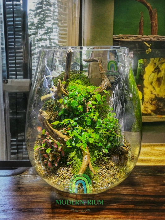 The Sylvan Crown Terrarium