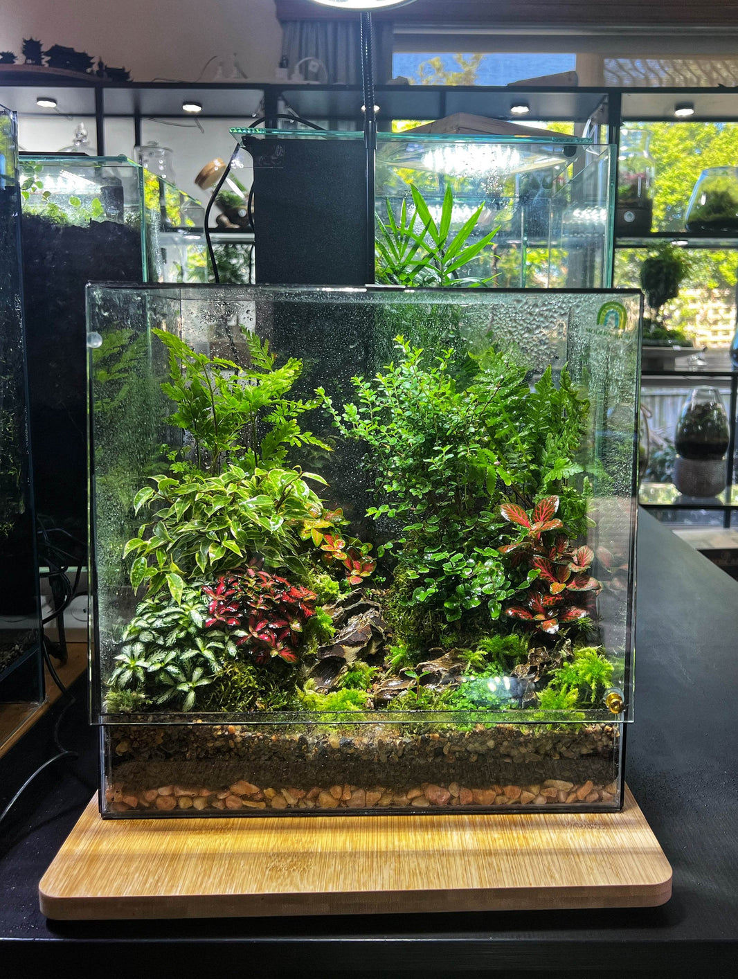 Collections Explore Terrariums readymade in Melbourne – Page 2 – modernrium