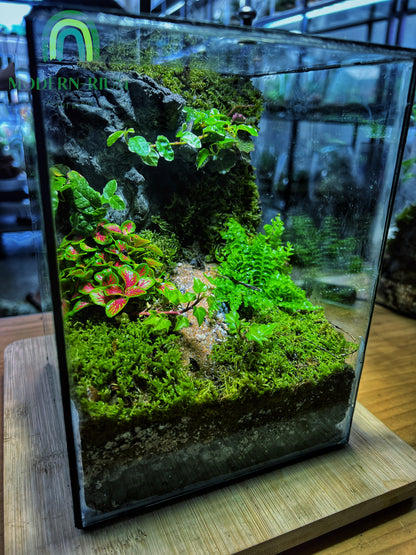 Verdant Cube - EcoCourier Series - ready made terrarium Australia wide