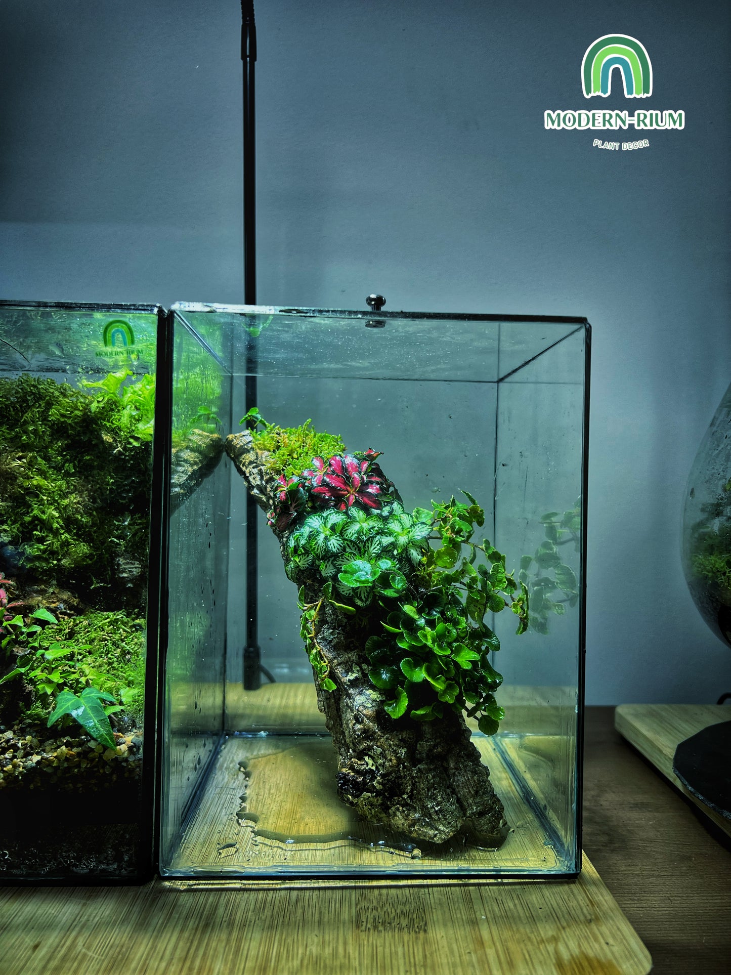 Heart of the Forest - EcoCourier Series - ready made terrarium Australia wide