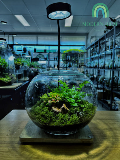 Moss Oasis - EcoCourier Series - ready made terrarium Australia wide