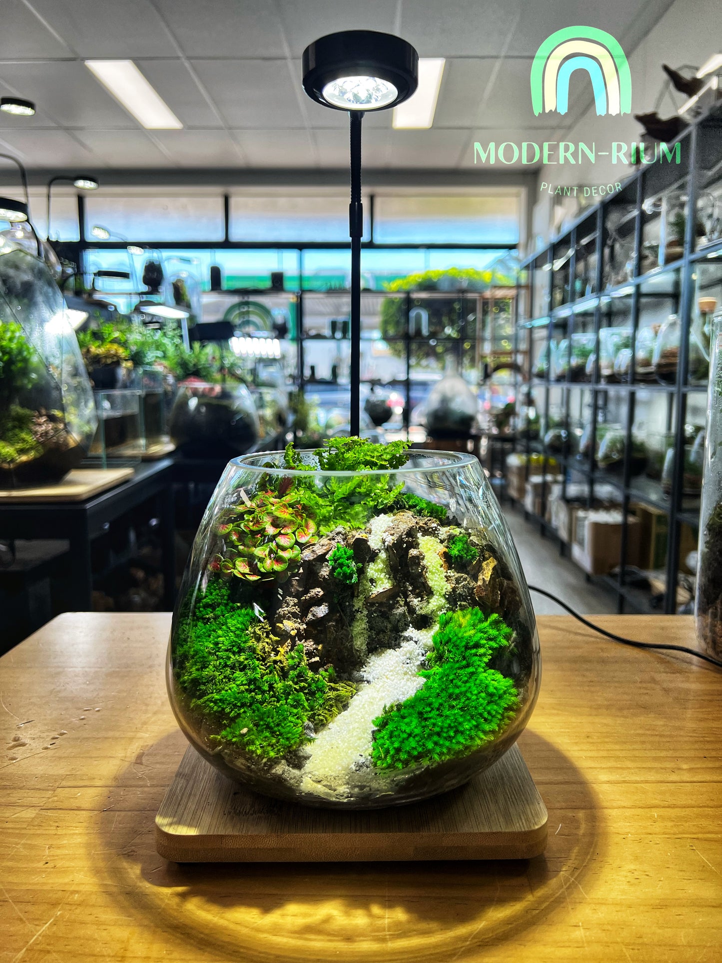 Ivory cascade - EcoCourier Series - ready made terrarium Australia wide