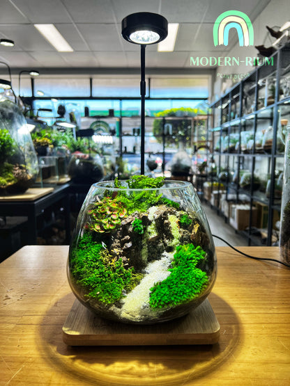 Ivory cascade - EcoCourier Series - ready made terrarium Australia wide