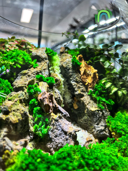 Paradise Waterfall - EcoCourier Series - ready made terrarium Australia wide