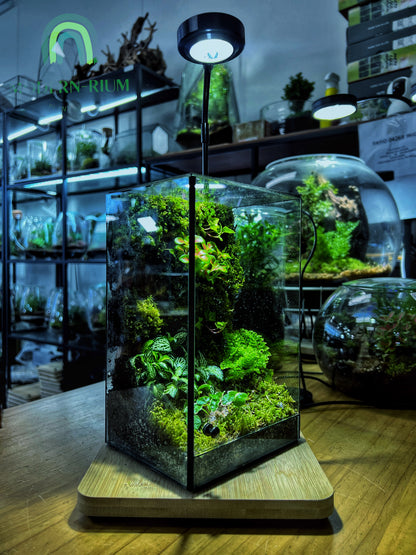 Emerald Grove - EcoCourier Series - ready made terrarium Australia wide