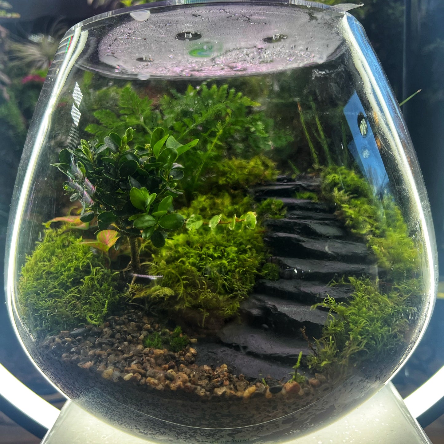 22x20cm Flat fishbowl Terrarium Jar 1