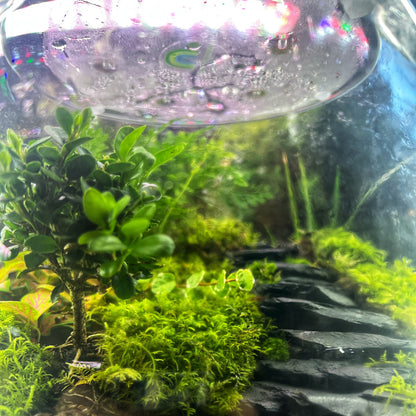 22x20cm Flat fishbowl Terrarium Jar 2