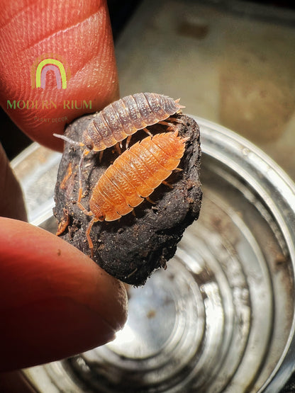 Isopod Porcellio Scaber (Orange) Rare morph