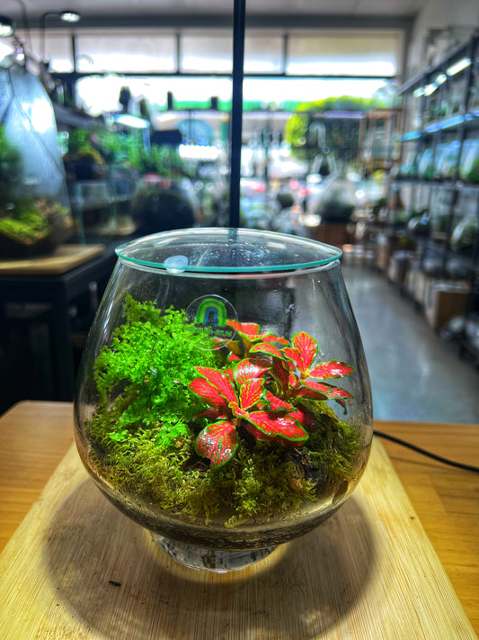 Crimson Moss Garden - EcoCourier Series - ready made terrarium Australia wide