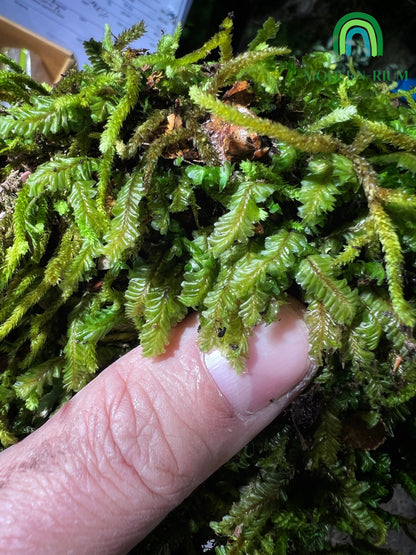 Featherwort Plagiochila sp