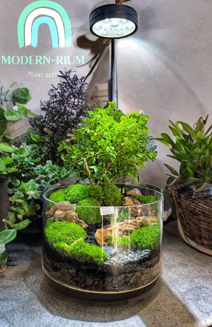 can bonsai trees grow in terrariums Verdant Horizon – Bonsai Forest Terrarium in Riverstone Glass – modernrium