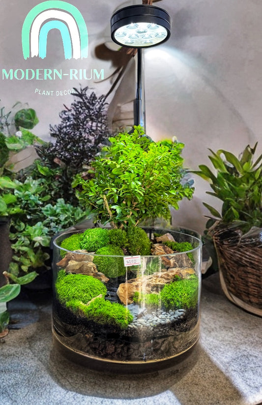 Verdant Horizon – Bonsai Forest Terrarium in Riverstone Glass