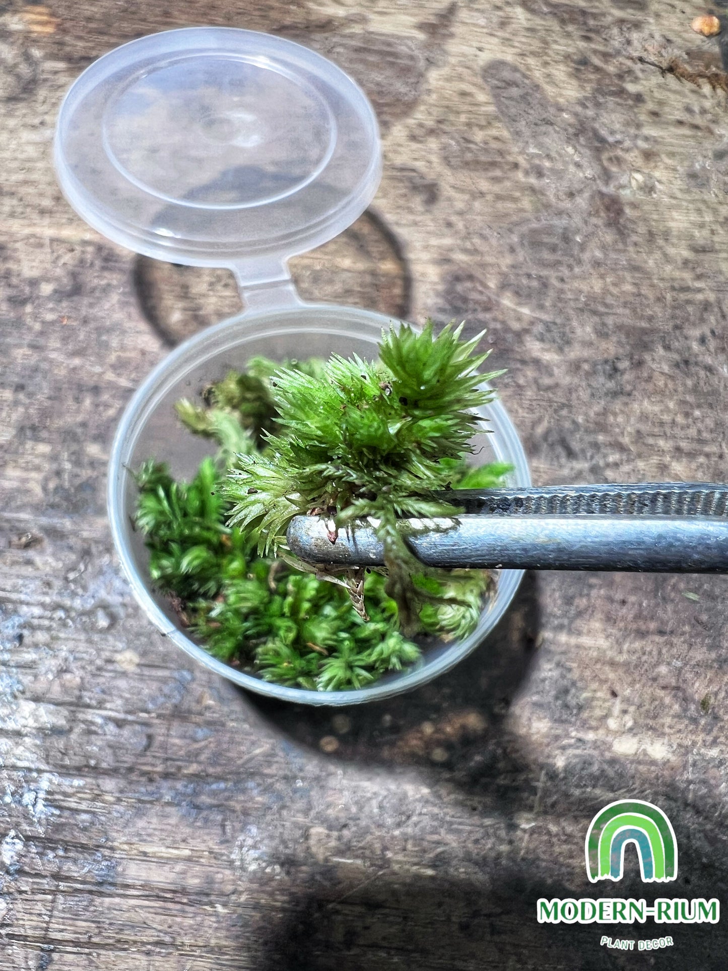 White tip pincushion moss Leucobryum javense  - Bun Moss