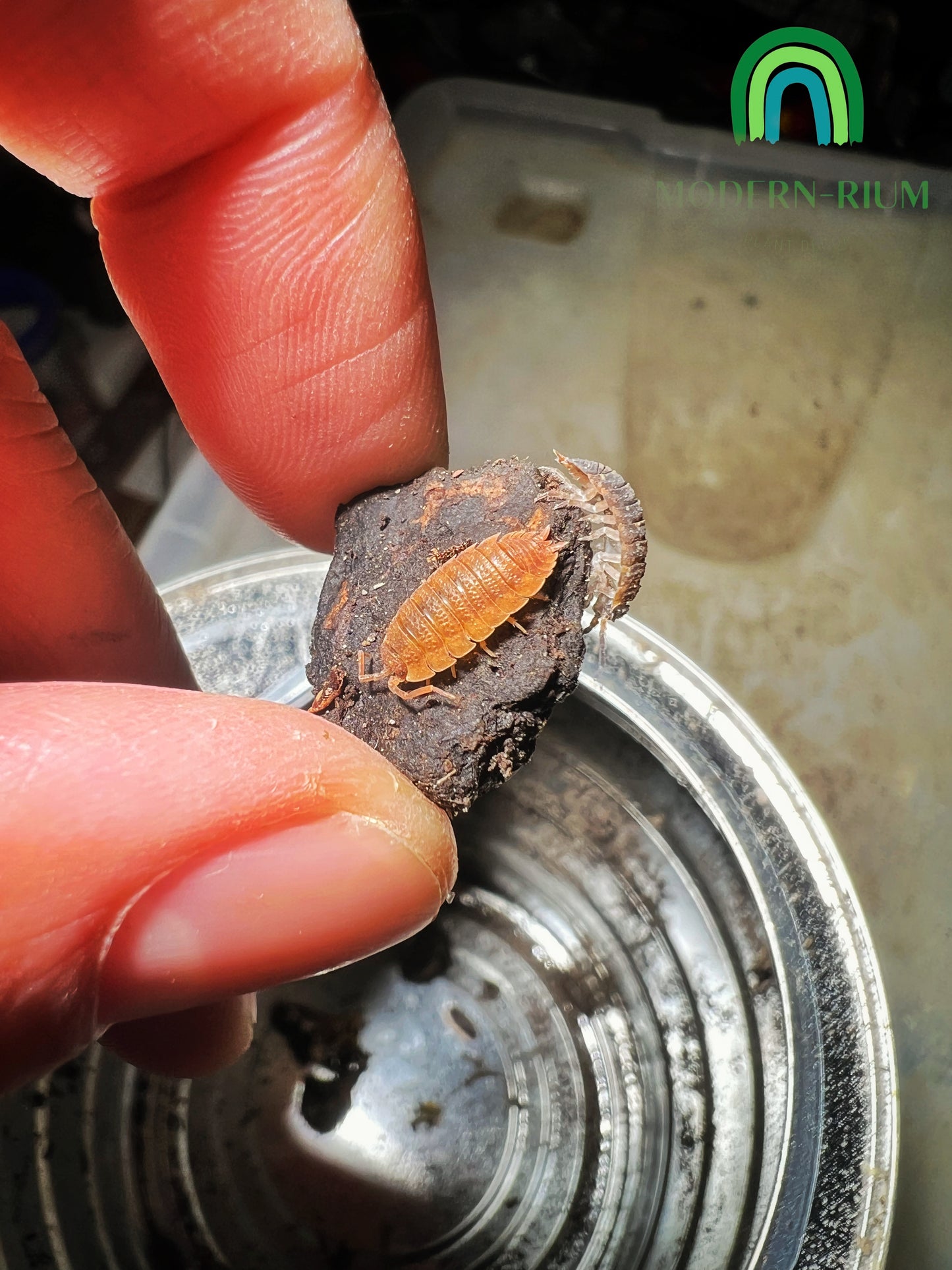Isopod Porcellio Scaber (Orange) Rare morph