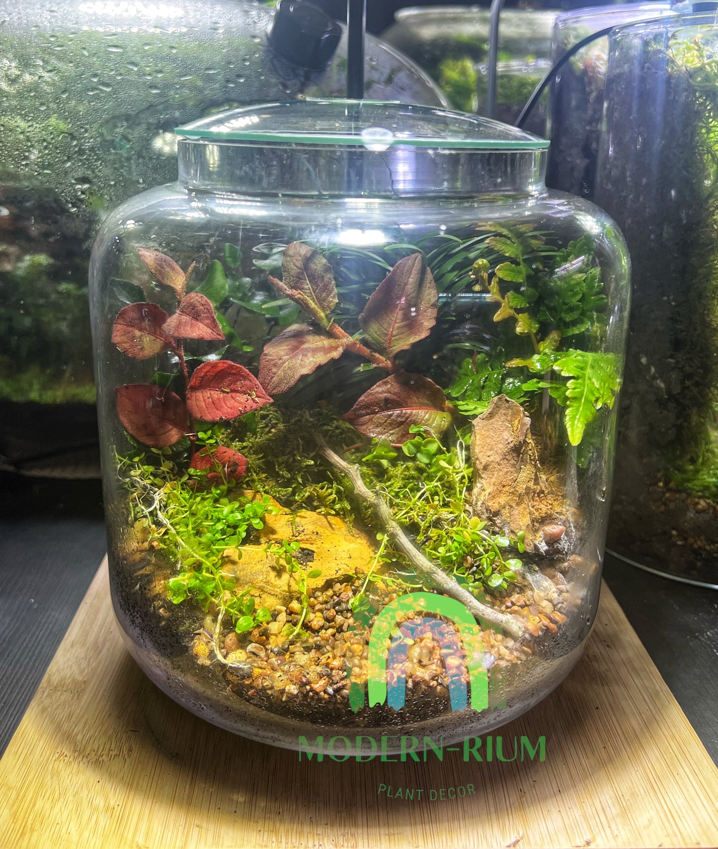 Round tropical terrarium