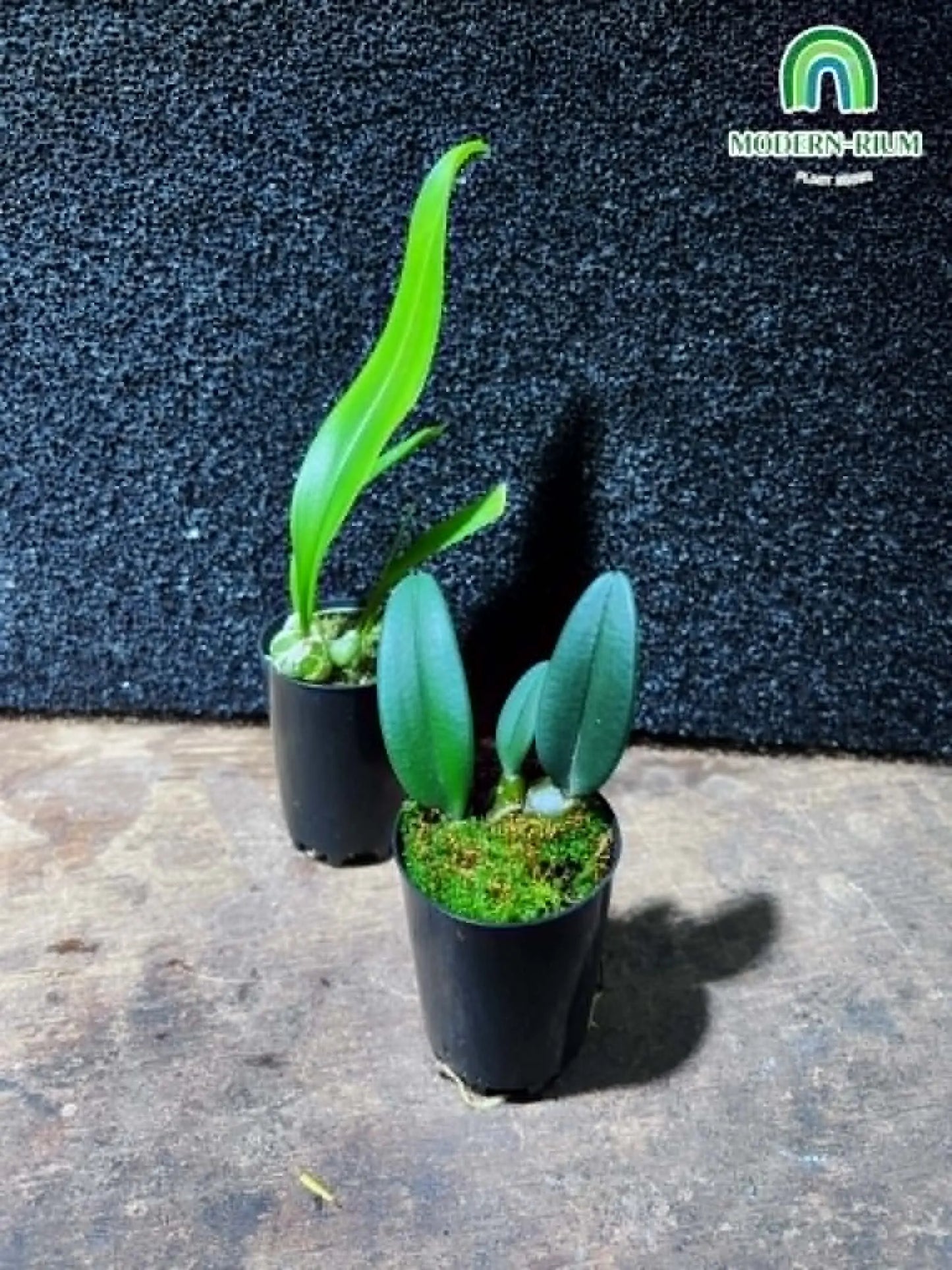 Miniature orchid Bulbophylum sp