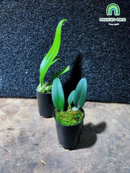 Miniature orchid Bulbophylum sp